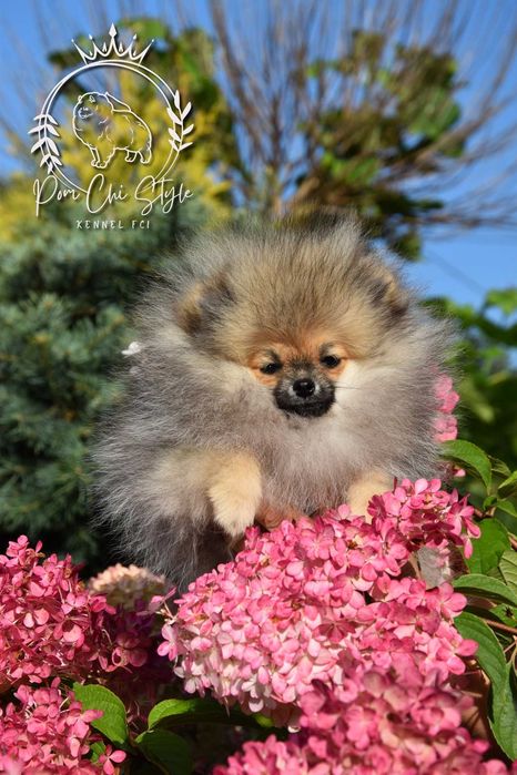 Szpic miniaturowy Pomeranian ZKwP FCI