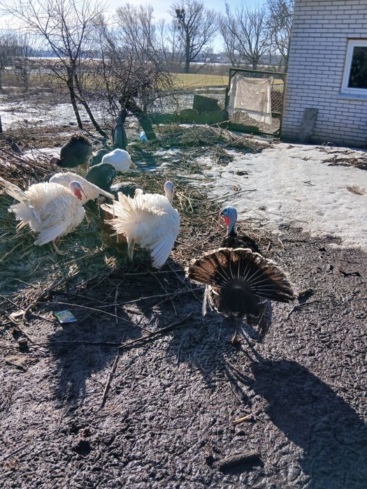 Продам індиків,домашніх ,білі