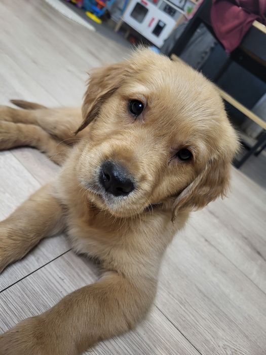 Samiec Golden Retriever ciemnozłoty gotowy do zmiany domu