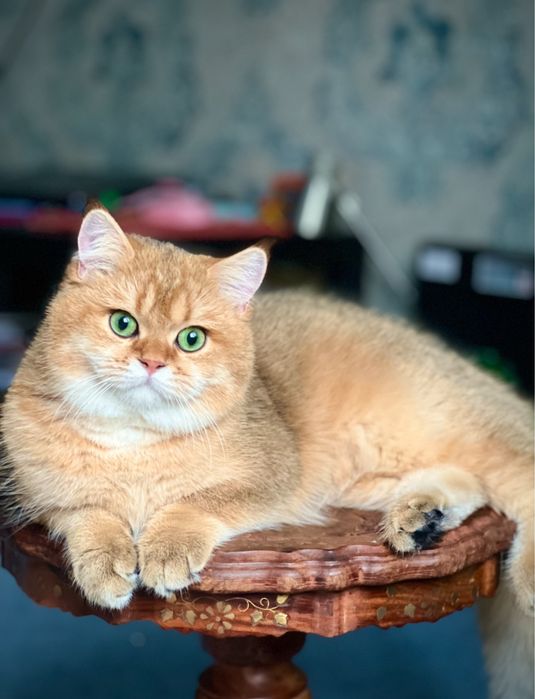 Котик Оникс мальчик британский золотая шиншила