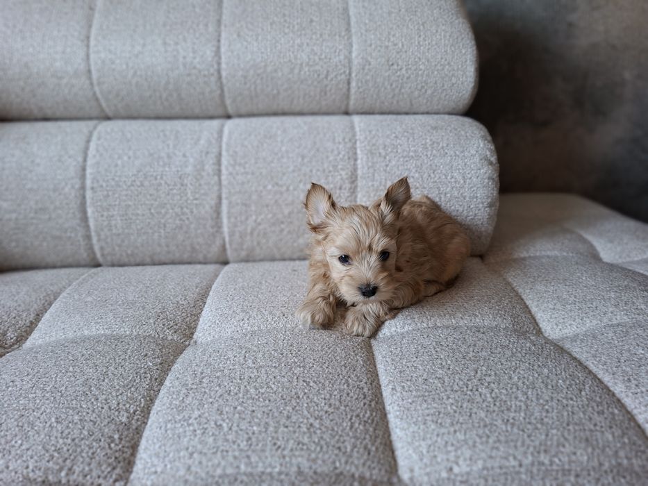 Yorkshire terrier Piesek