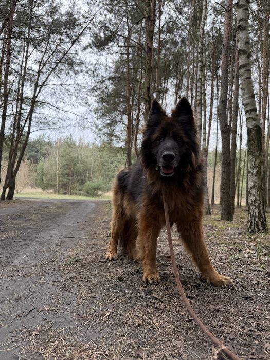 KLARA - 8 letnia filigranowa owczarka szuka domu