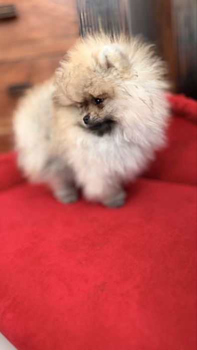 Sprzedam pomeraniana