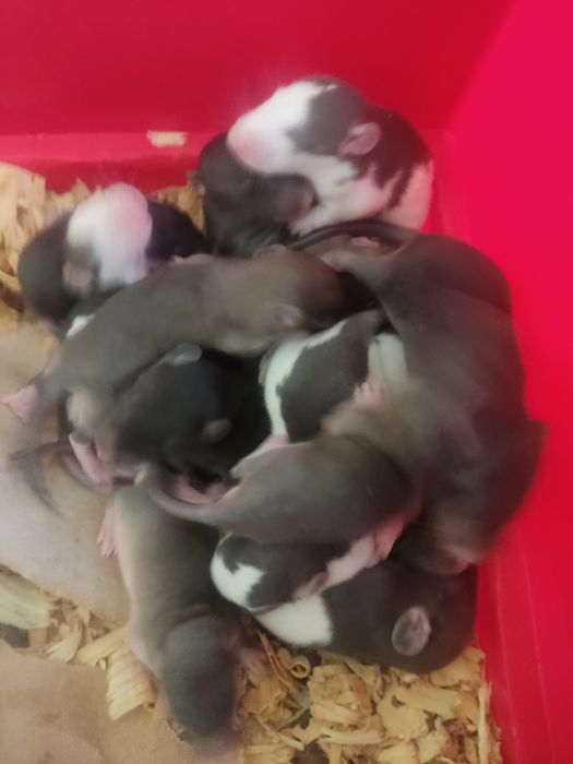 Szczurki DUMBO domowy Szczur (15.06)