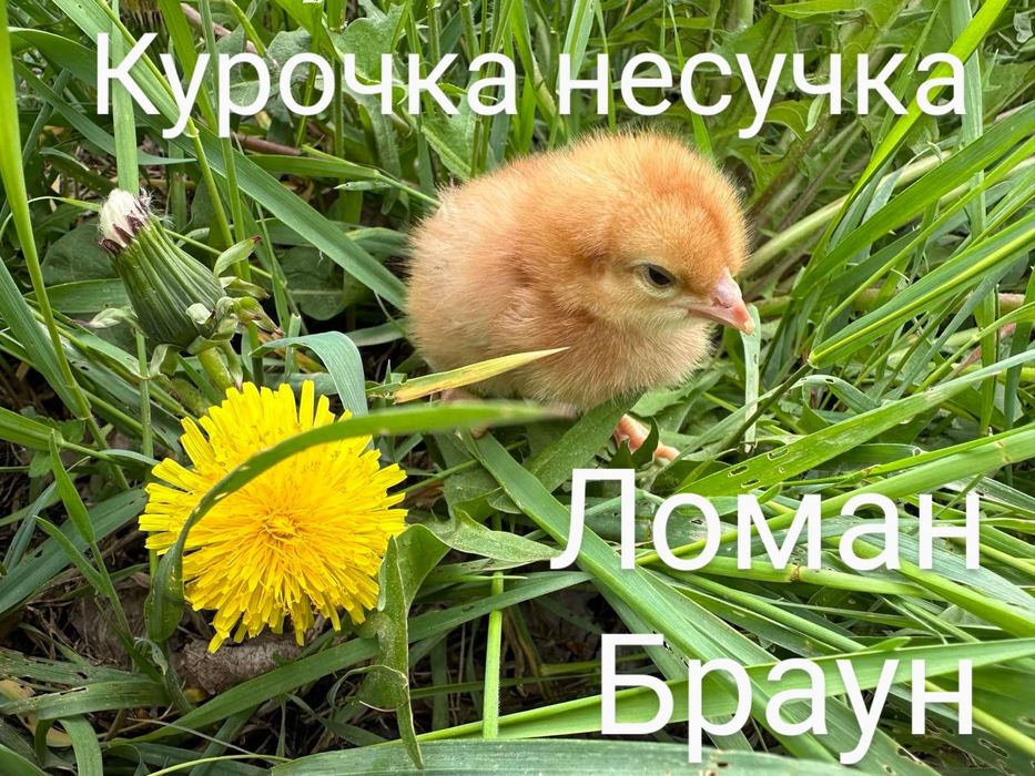 Курчата Цыплята Циплята Ломан Браун Сенді Півники Півні Петушки Петухи