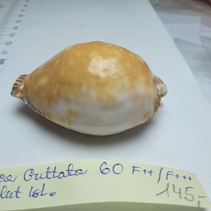Cypraea Guttata.