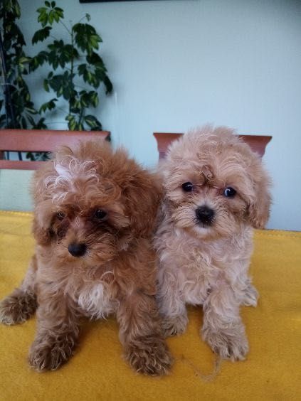 Maltipoo F1B- szczenię