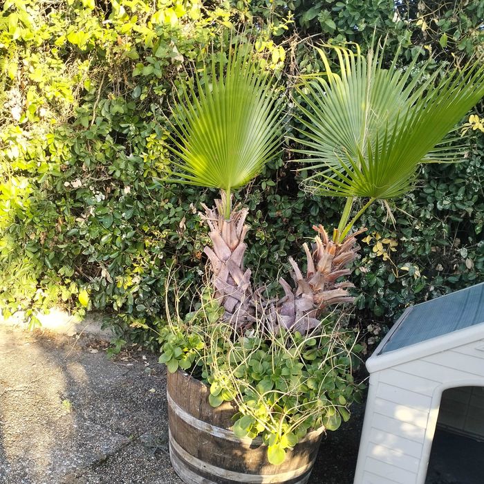 Vaso com palmeira de jardim, transporte a cargo do comprador
