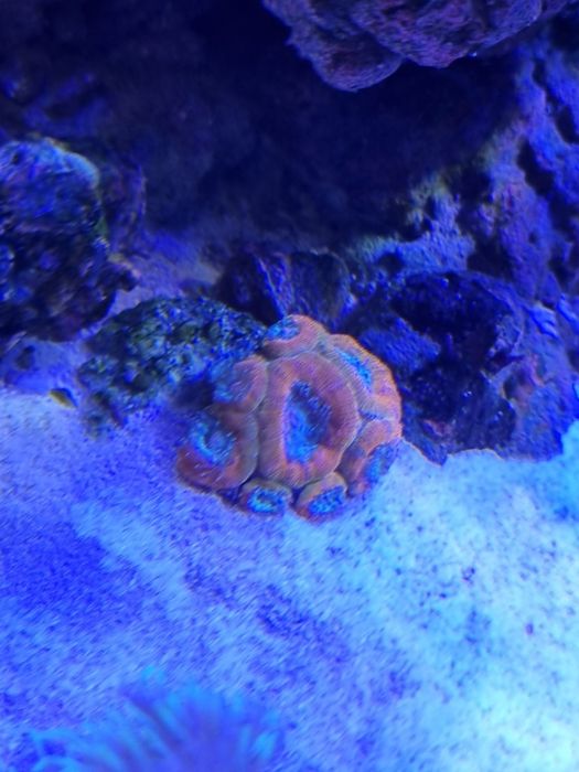 Vendo corais lps e soft