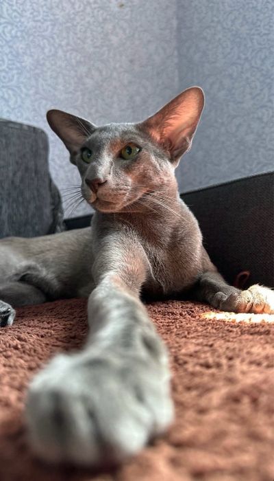 Ориентальная девочка