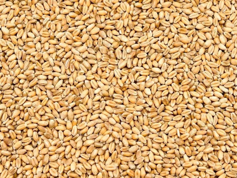 Sprzedam Zboże: Jeczmień, Owies