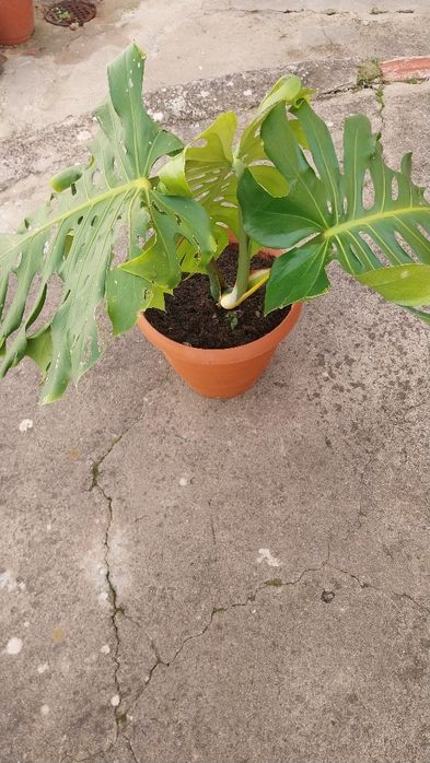 Costela de Adão/ Monstera
