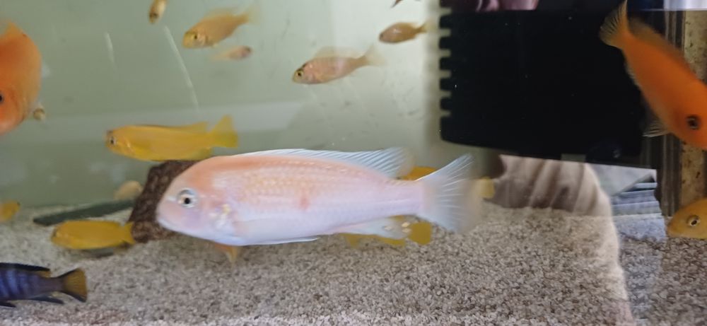 Pyszczaki Maylandia estherae red red