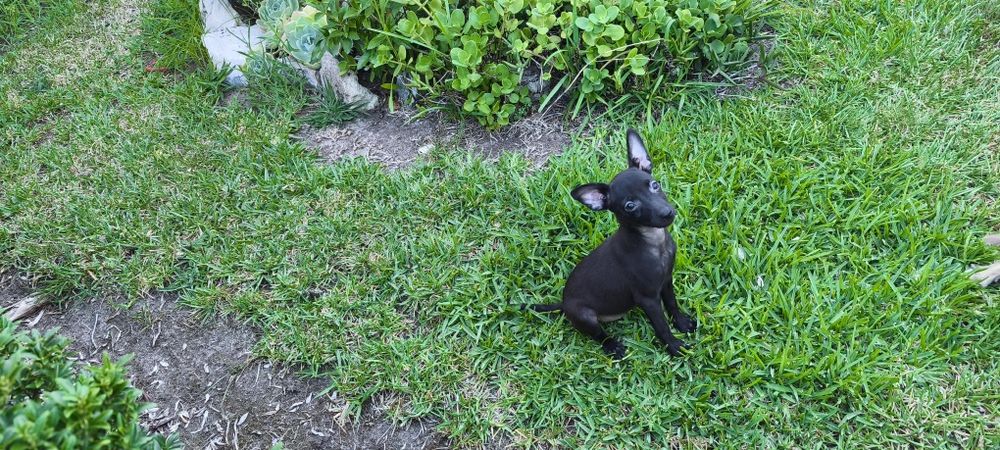Pinscher pincher miniatura criado em ambiente familiar