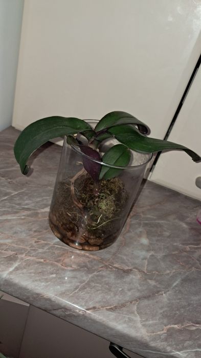 Реанімашки орхідеї