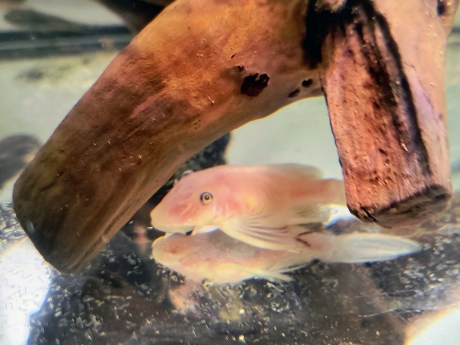 Zbrojniki L144 white.Samiczka