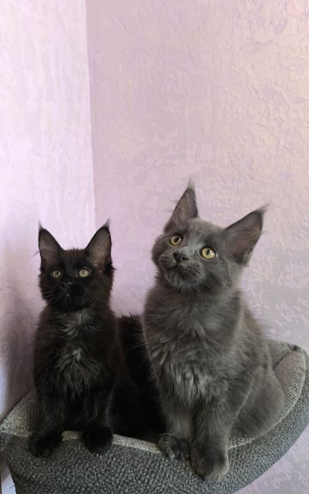 Мейн кун киця чистокровна