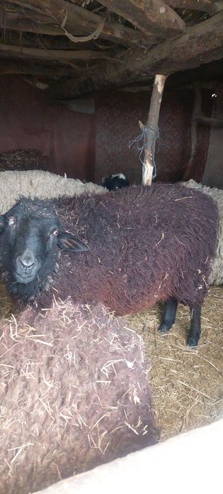 Продам молодого  барана і овець на м'ясо