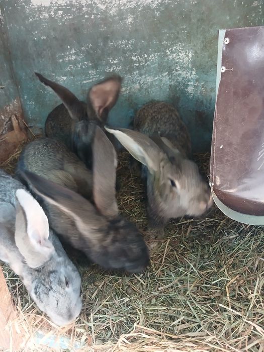 Продам кролики різного віку