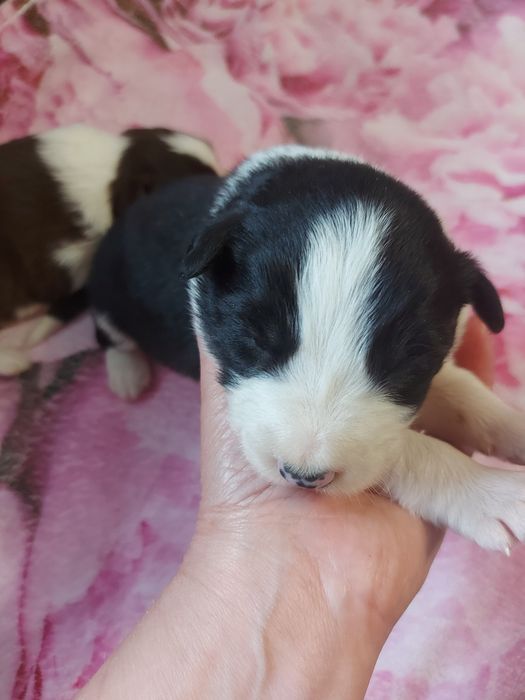Border Collie suczka z badaniami I wyprawką.
