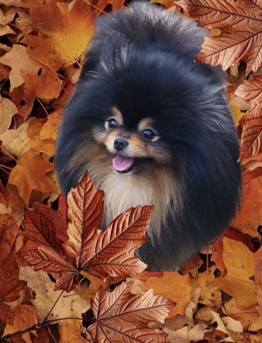 Reproduktor pomeranian szpic miniaturowy