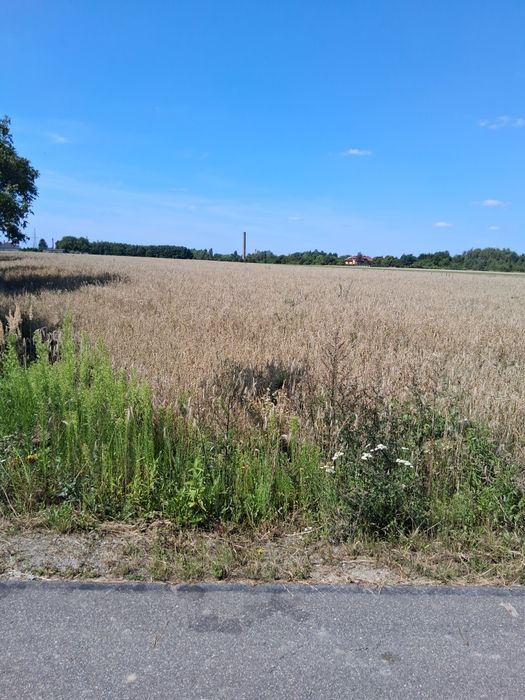 Działka z przeznaczeniem na siedlisko 5min od centrum kalisza - Widok 2
