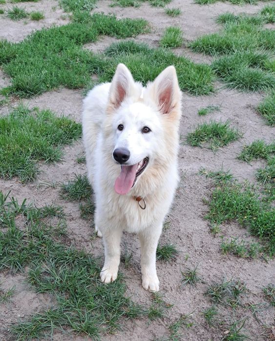 Biały Owczarek szwajcarski długowłosy  - piesek