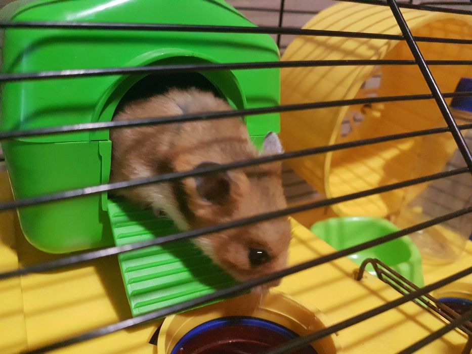 Хомяк джунгарський з кліткою