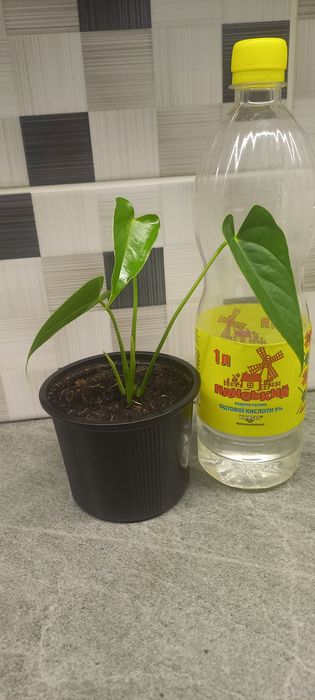 Антуріум Ваніль (Vanilla)