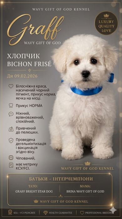Цуценята бішон фрізе