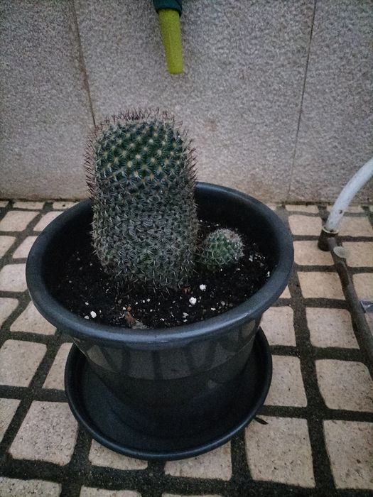 O cato criado no meu jardim.