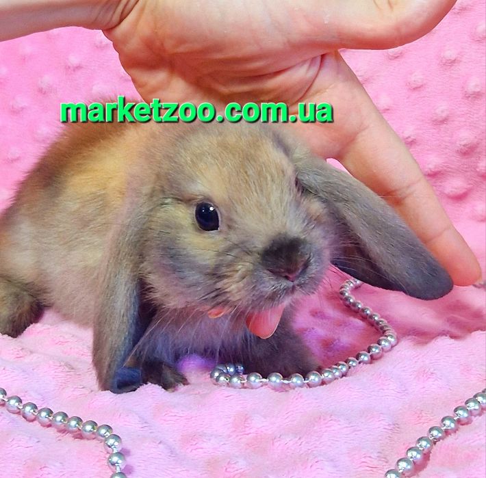 карликовые мини mini мiнi lop баранчик кролики сиамский вислоухий