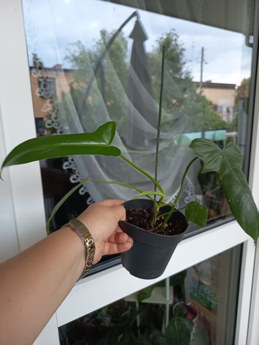 Philodendron dragon