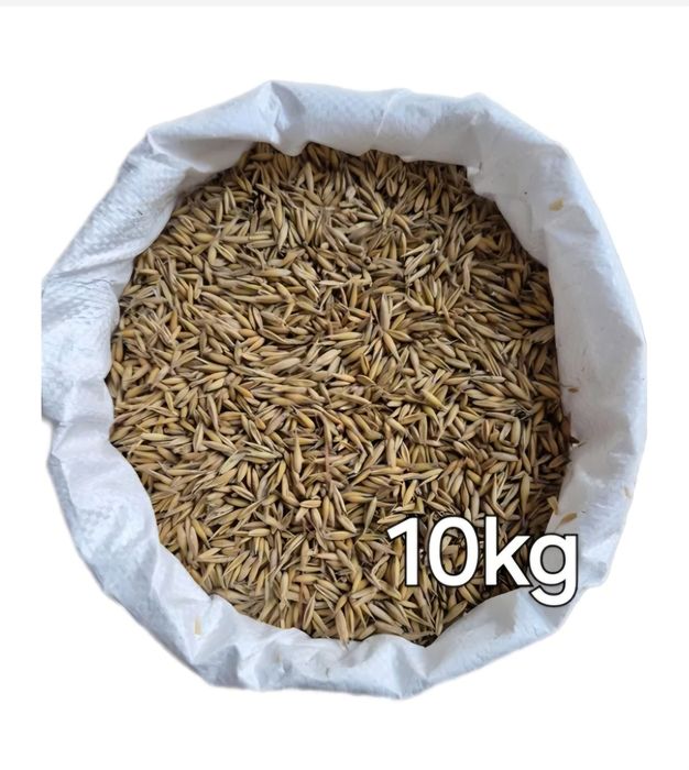 Owies zbiory 25r. suchy