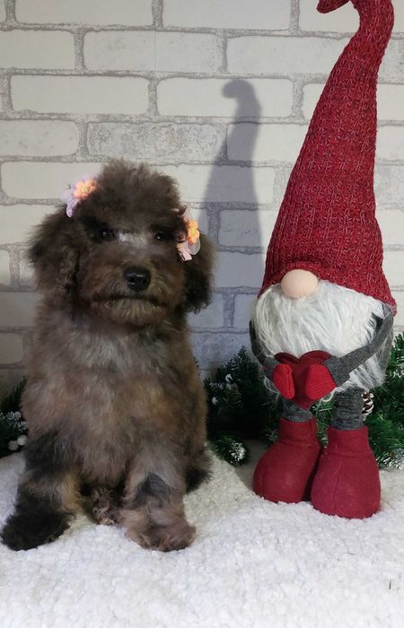 мраморная (Мерле) Девочка пудель