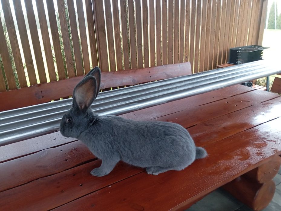 Królik, samica Olbrzym Belgijski niebieski