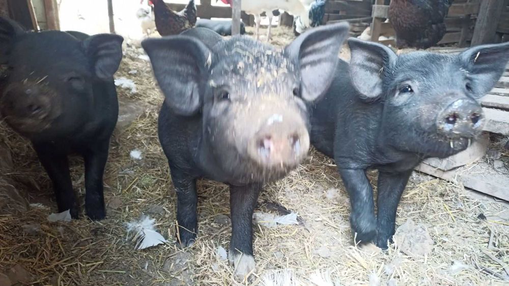 Поросята в'єтнамські 1,5 місяця