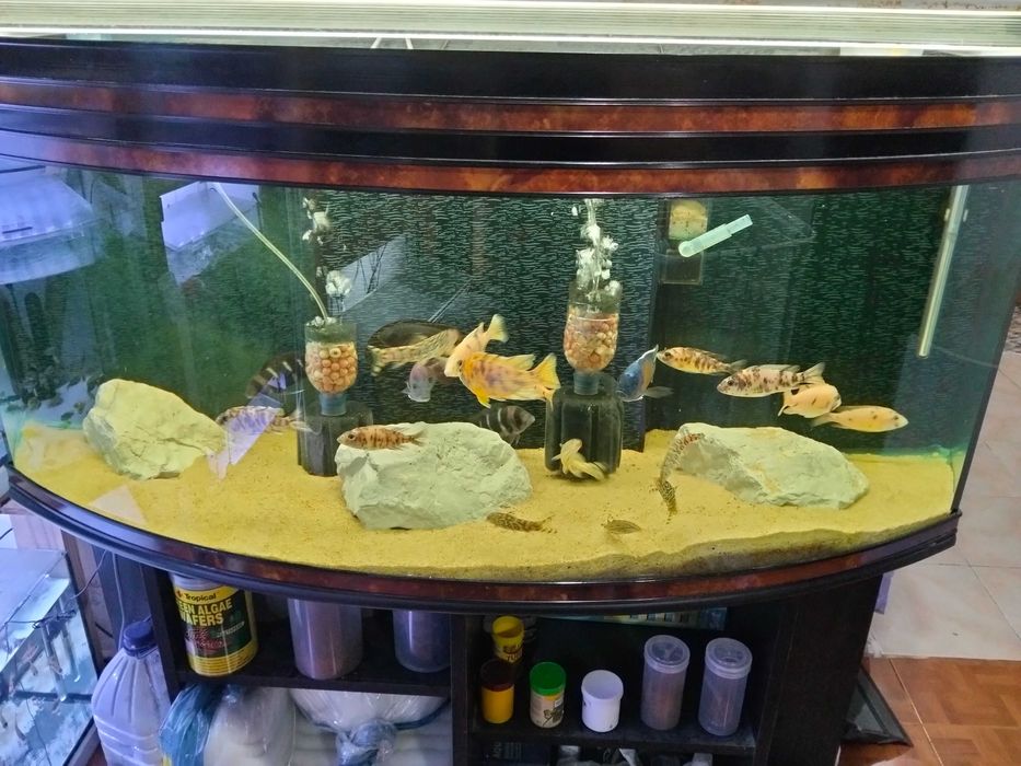 Ciclínios africanos