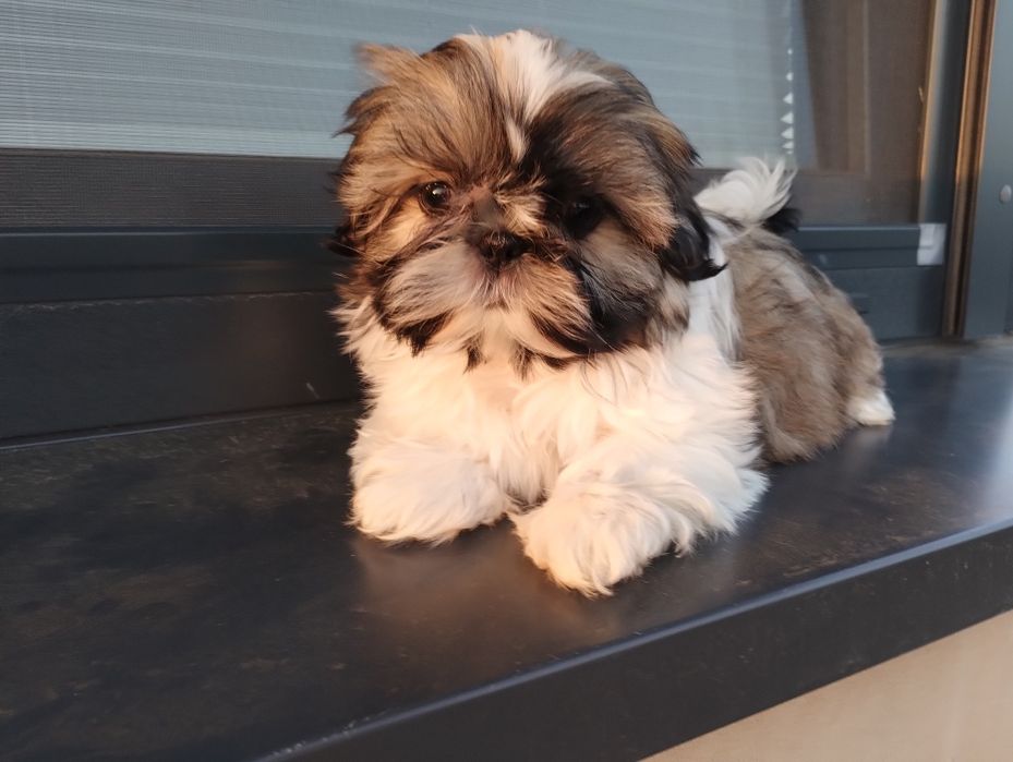 Shih TZU Shihtzu