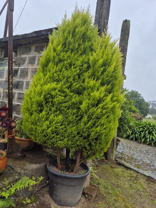 Cipreste Limão com 2 metros em vaso