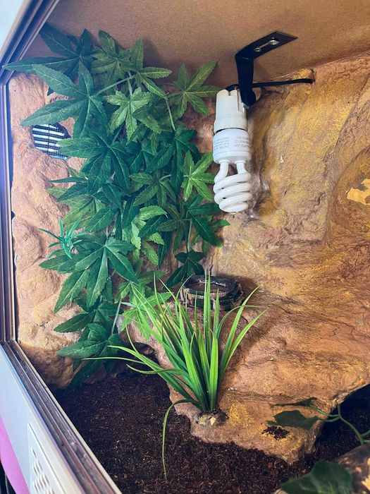 Terrarium szklane z wyposażeniem