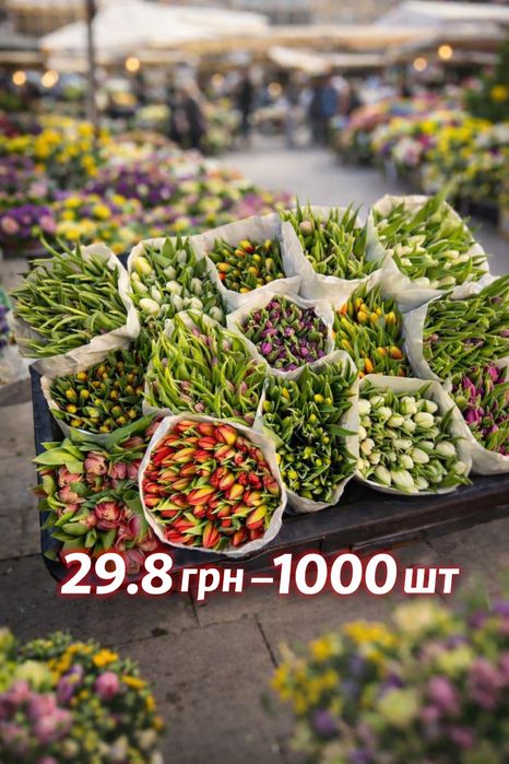 НАЙНИЖЧА ЦІНА!Тюльпани гуртом Київ ,голландские тюльпаны оптом,ОПТ