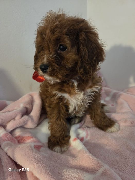 Cavapoo urocza dziewczynka !