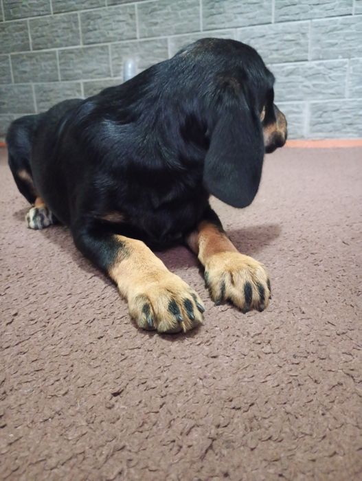 Продам цуценят Кокер Спаніель