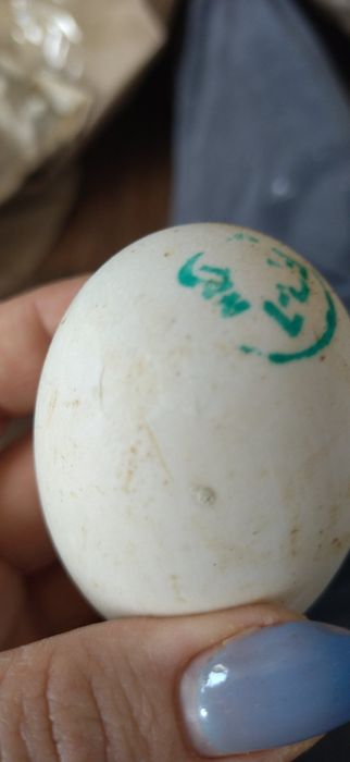 Інкубаційне яйце