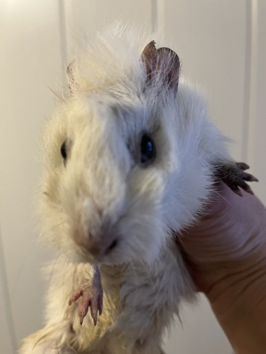 Морські свинки розеткі