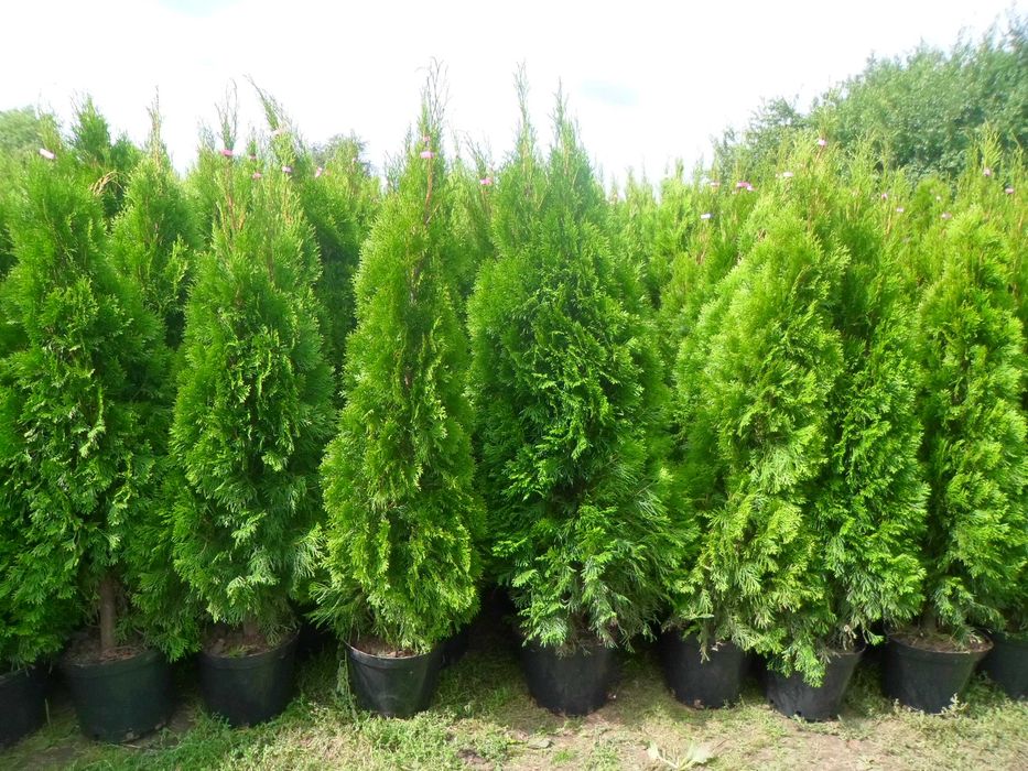 Tuja tuje szmaragd w doniczkach 140-160cm Dostawa