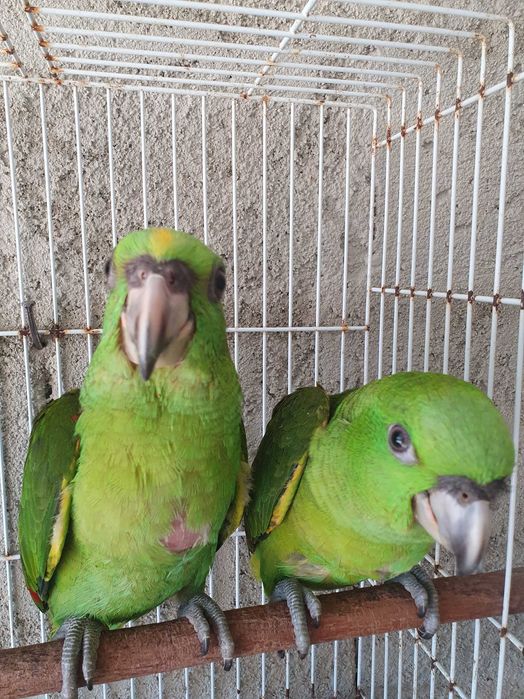 Papagaio auropalliata casal de 2025