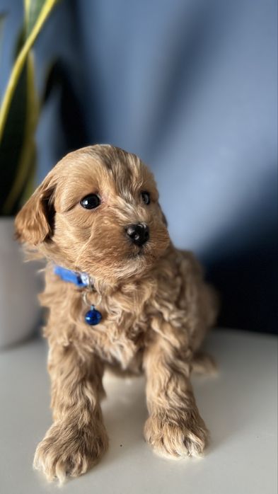 Maltipoo piesek - Surimi