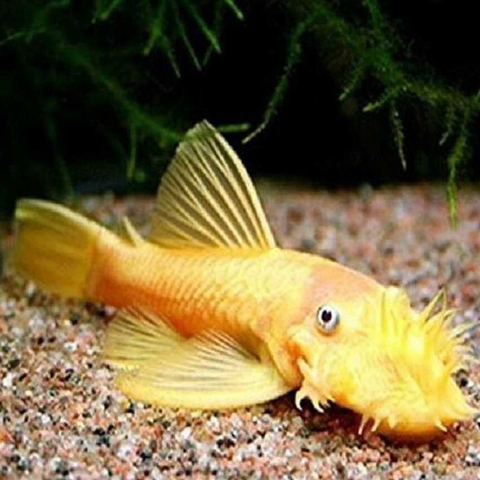 Glonojad - Zbrojnik - L144 - Ancistrus sp. - dowóz, wysyłka